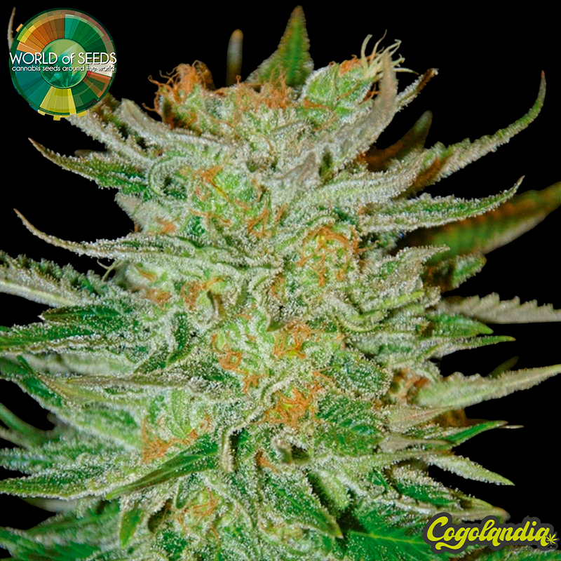New York 47 - World Of Seeds Semillas Feminizadas