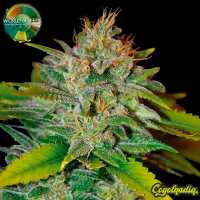 Skunk 47