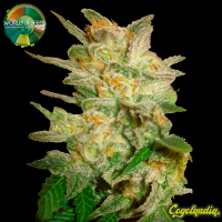 Star 47 - World Of Seeds Semillas Feminizadas