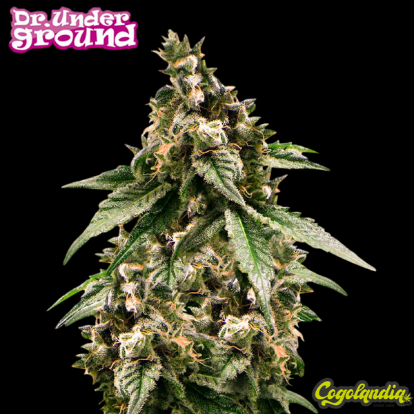 Black Jesus OG - Dr. 