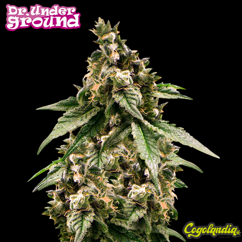 Black Jesus OG - Dr. 