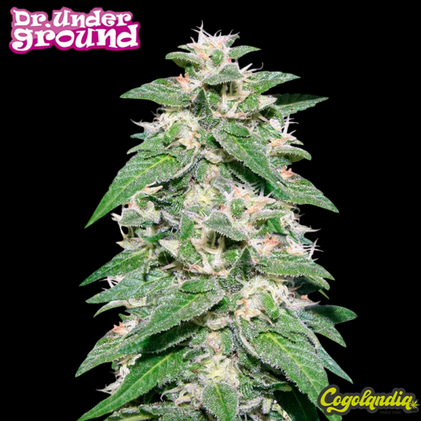 Kong 47 - Dr. Underground Semillas Feminizadas