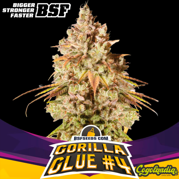 Gorilla Glue 4 - BSF Seeds