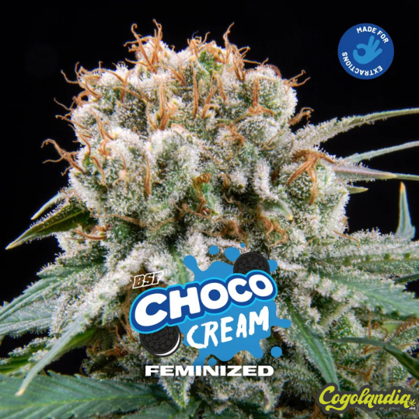 Choco Cream - BSF
