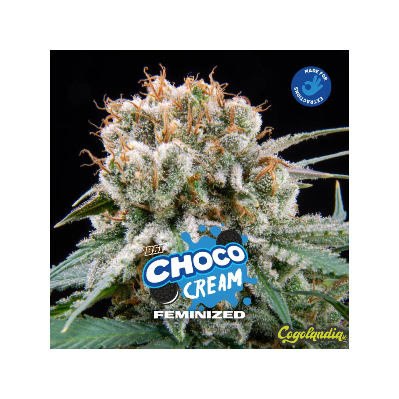 Choco Cream - BSF