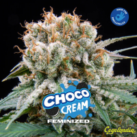 Choco Cream - BSF