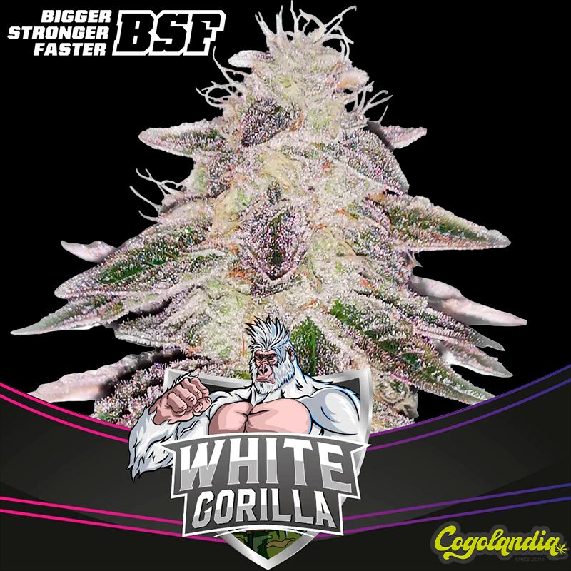 White Gorilla - BSF Seeds
