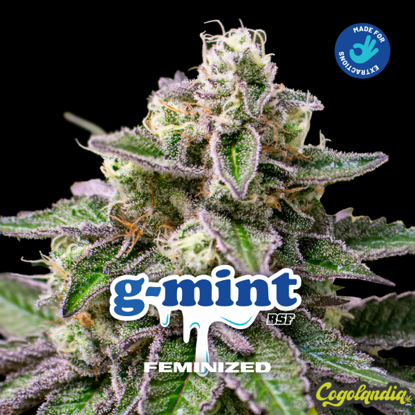 G Mint - BSF Seeds