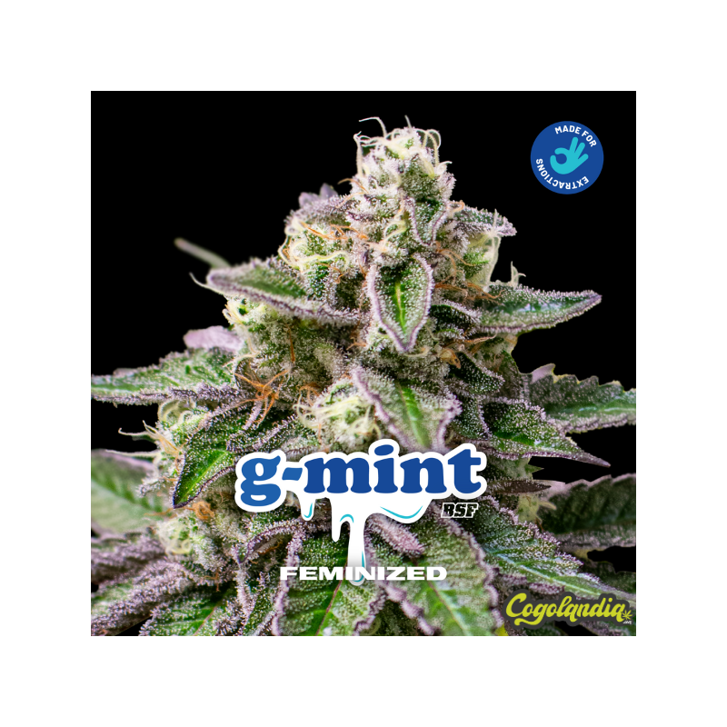 G Mint - BSF Seeds