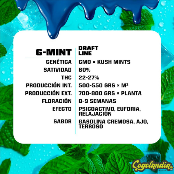 G Mint - BSF Seeds
