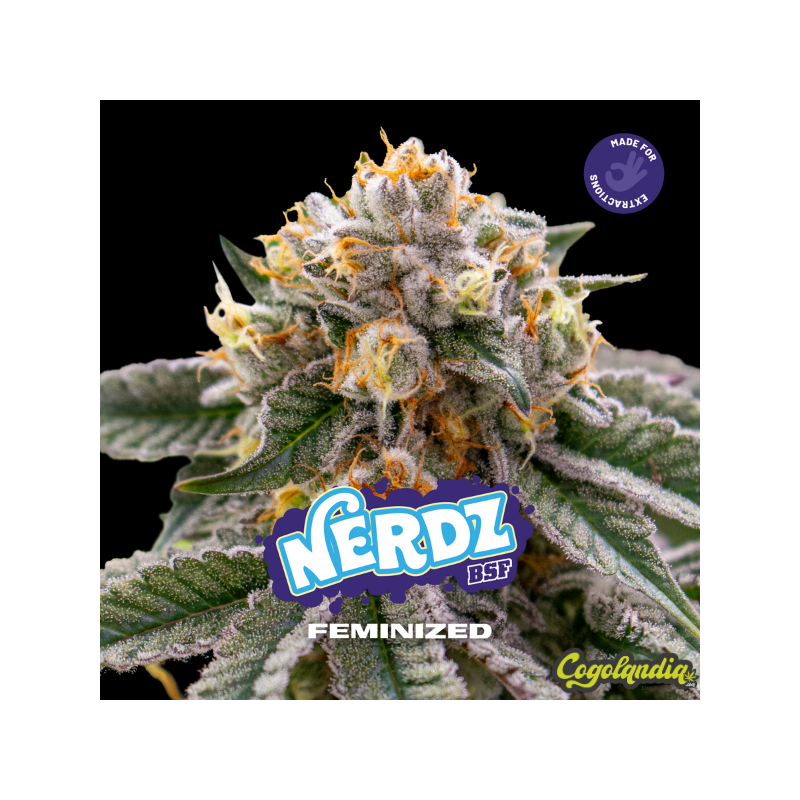 Nerdz - BSF Seeds 