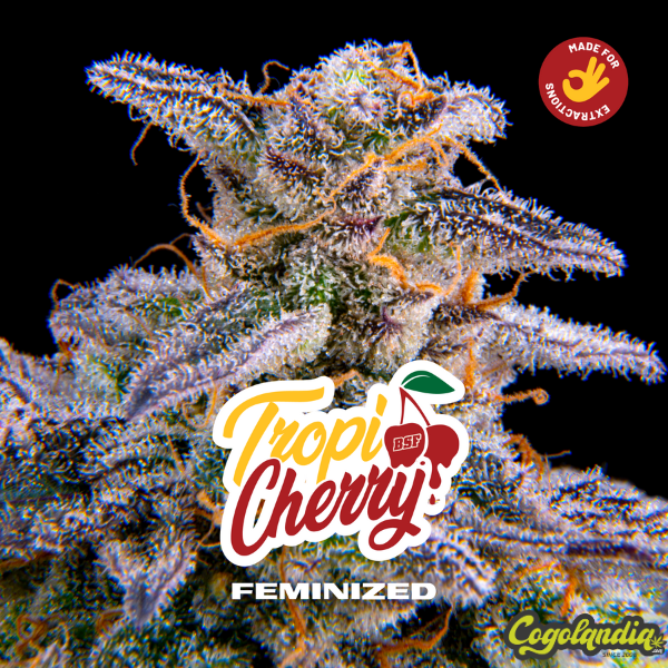 Tropicherry - BSF Seeds 