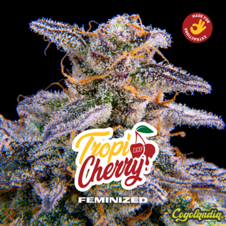 Tropicherry - BSF Seeds