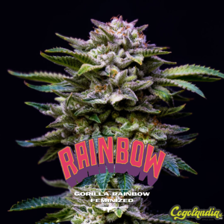 Gorilla Rainbow - BSF Seeds