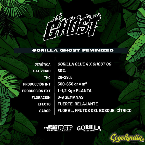 Gorilla Ghost - BSF Seeds