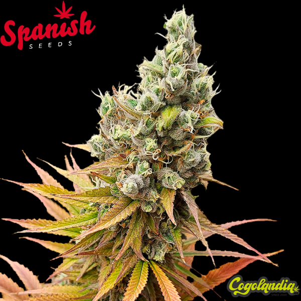 White Widow x Bubblegum - Spanish Seeds