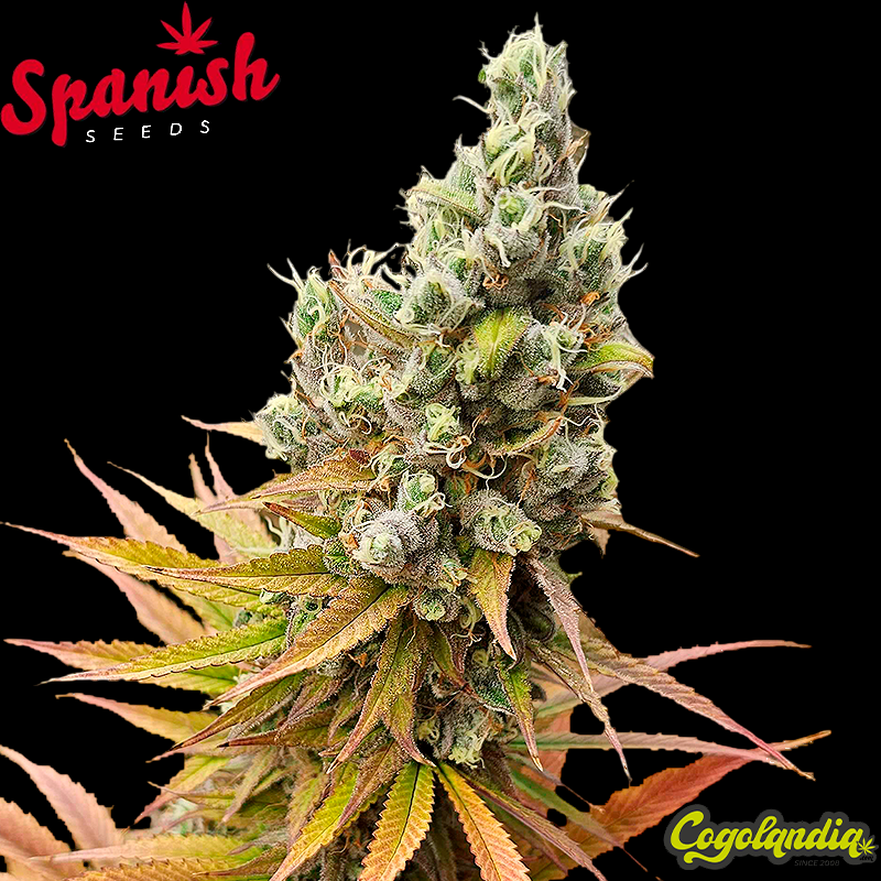 White Widow x Bubblegum - Spanish Seeds