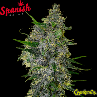 White Widow x Early Skunk - Spanish Seeds