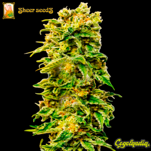 Sheer Blue Auto XXL - Sheer Seeds Semillas autoflorecientes