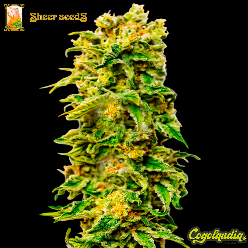 Sheer Blue Auto XXL - Sheer Seeds Semillas autoflorecientes
