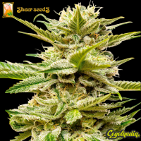 Sheer Kush Auto XXL - Sheer Seeds 