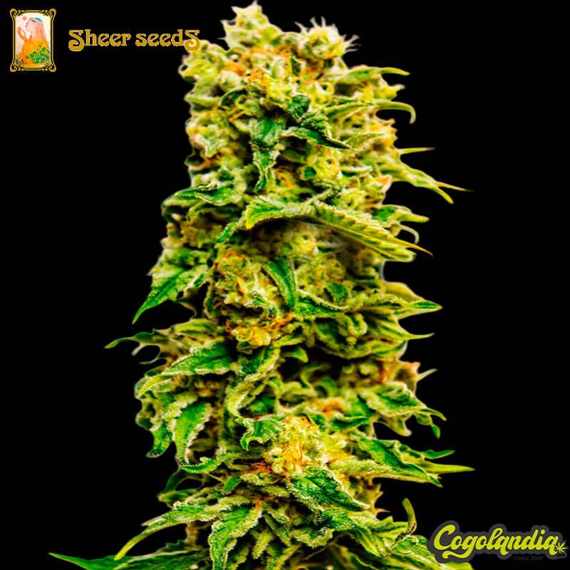Sheer Sirup Auto XXL - Sheer Seeds Semillas autoflorecientes