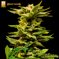 Sheer Diesel Auto XXL - Sheer Seeds