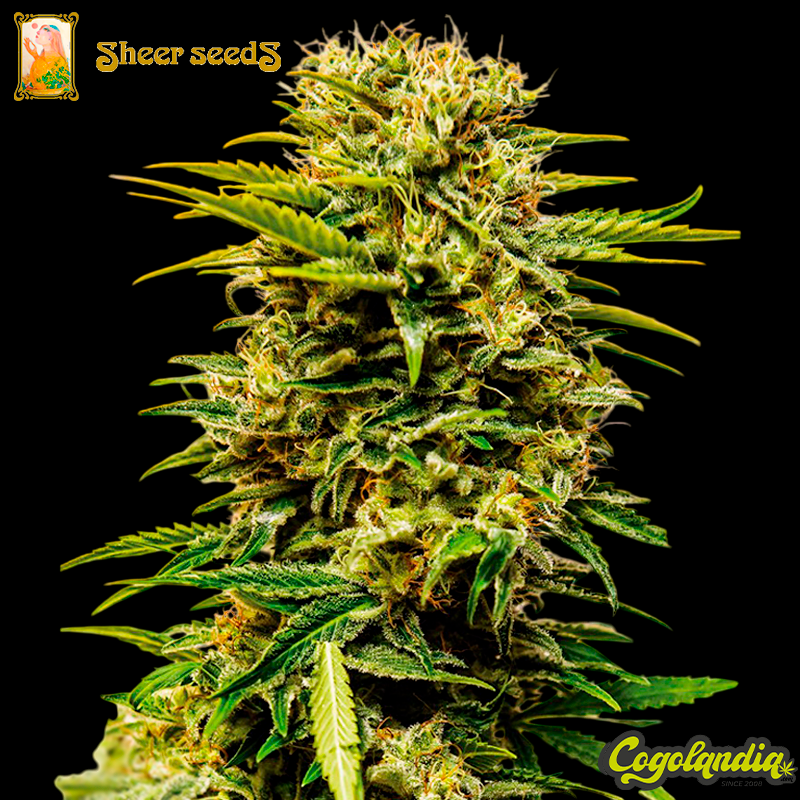 Sheer Mandarin Auto XXL - Sheer Seeds Semillas autoflorecientes