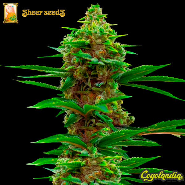 Sheer Mamba Auto XXL - Sheer Seeds