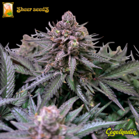 Sheer Purple Auto XXL - Sheer Seeds