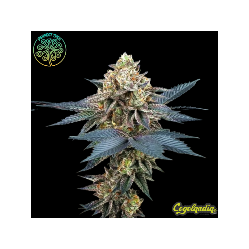 Picchu - Perfect Tree