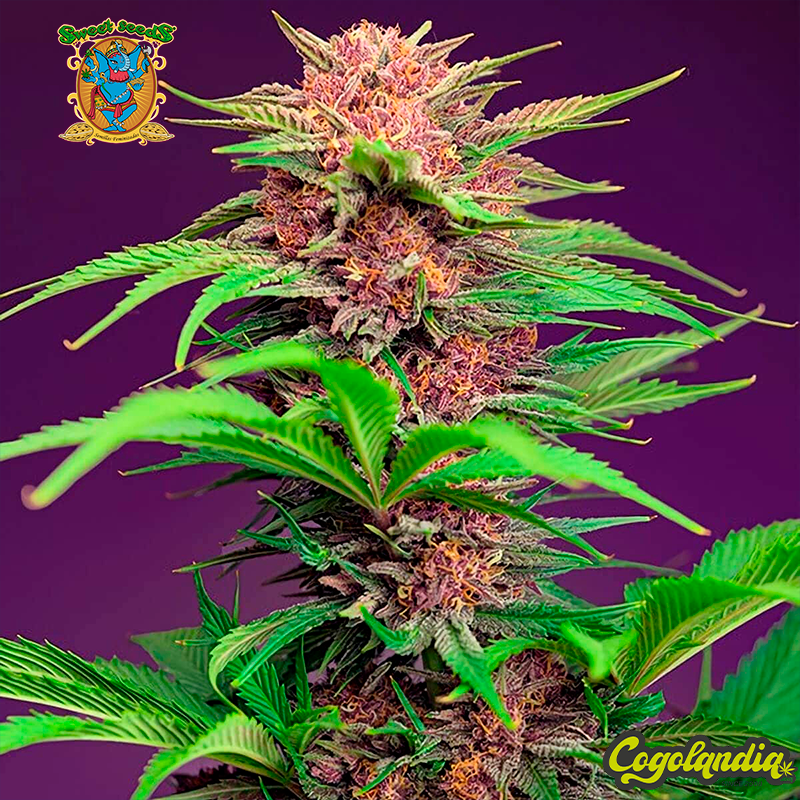 Red Mimosa XL Auto - Sweet Seeds Semillas autoflorecientes