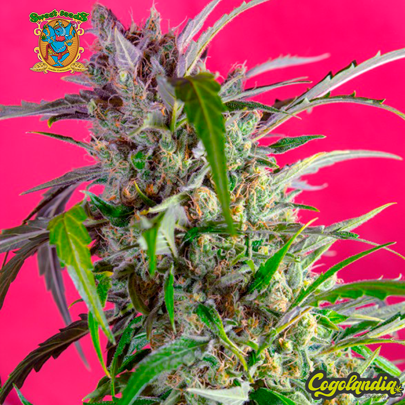 Crystal Candy Auto - Sweet Seeds