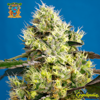 Sweet Gelato Auto - Sweet Seeds Semillas autoflorecientes