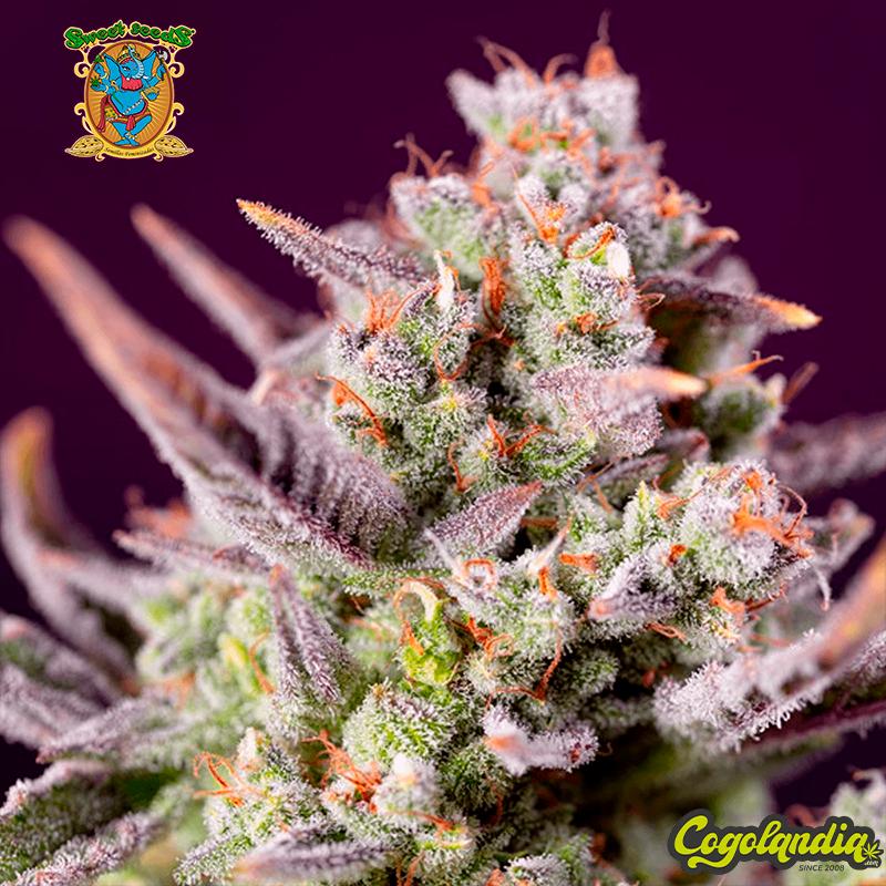 Sweet Zenzation XL Auto - Sweet Seeds
