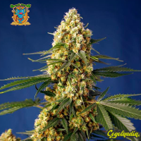 Strawberry Banana Gelato XL Auto - Sweet Seeds Semillas