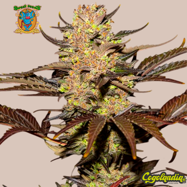 Tropicanna Poison XL Auto - Sweet Seeds Semillas