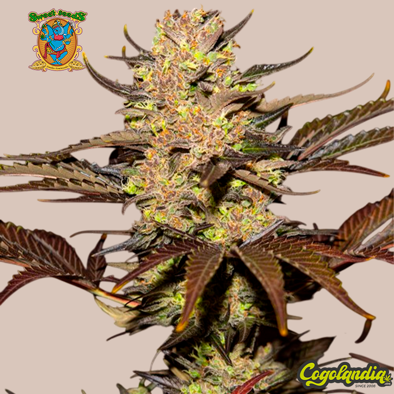 Tropicanna Poison XL Auto - Sweet Seeds Semillas