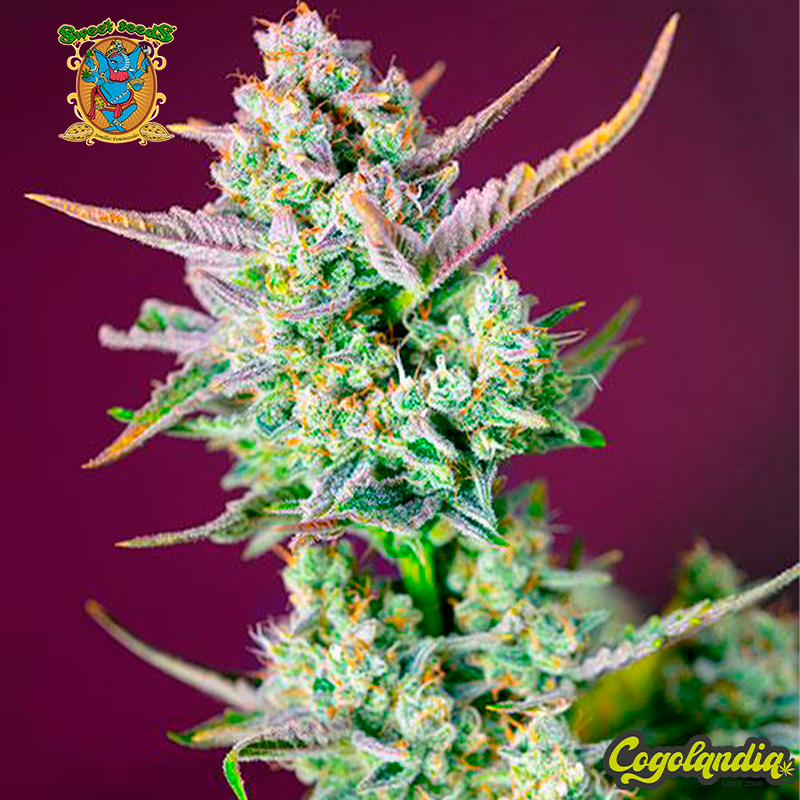 Sweet Mimosa XL Auto - Sweet Seeds