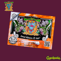 Sweet Mimosa XL Auto - Sweet Seeds