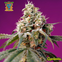 Bruce Banner Auto - Sweet Seeds Semillas autoflorecientes