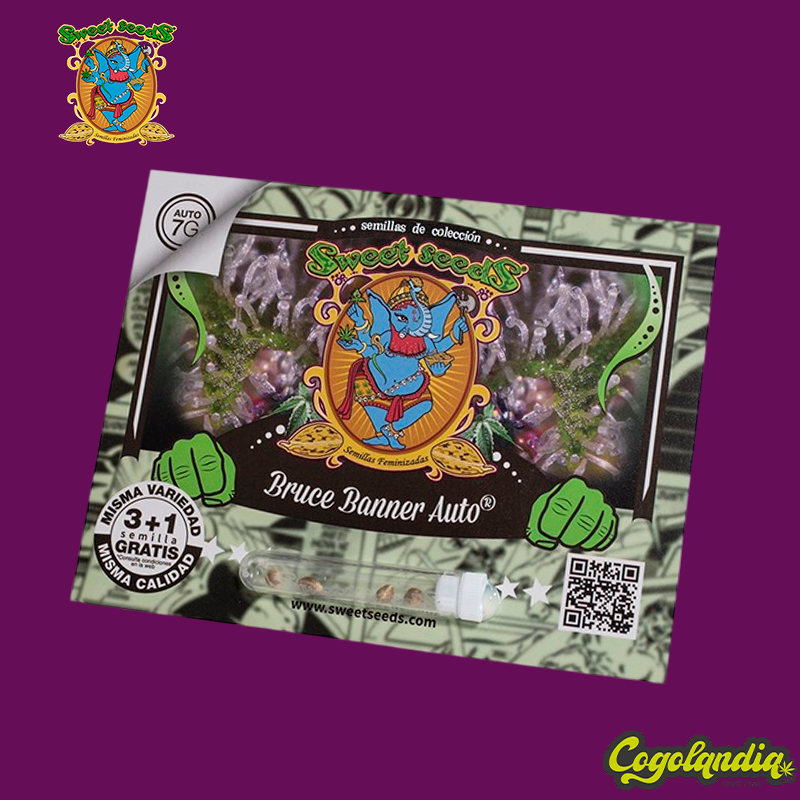 Bruce Banner Auto - Sweet Seeds Semillas autoflorecientes