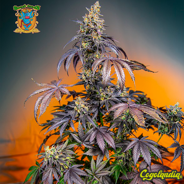 Red Gorilla Girl XL Auto - Sweet Seeds