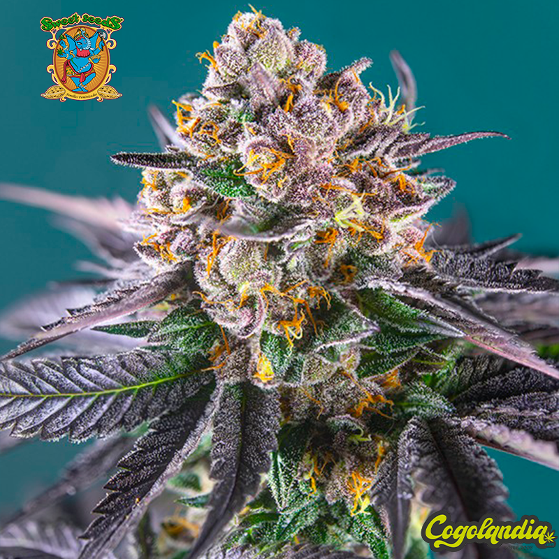 Red Strawberry Banana Auto - Sweet Seeds