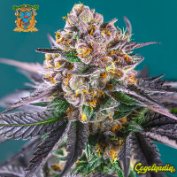 Red Strawberry Banana Auto - Sweet Seeds