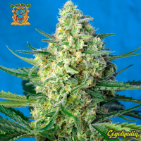 Jack 47 XL Auto - Sweet Seeds Semillas autoflorecientes