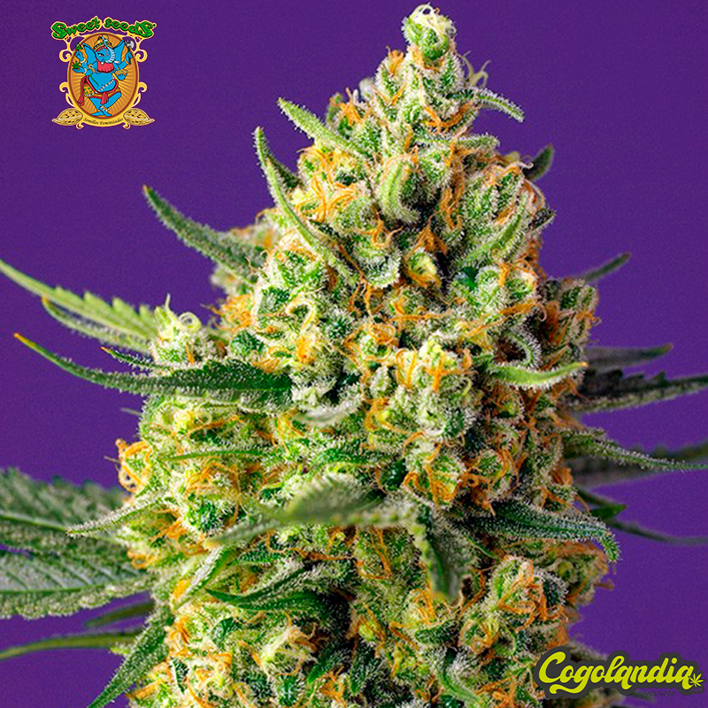 Crystal Candy XL Auto - Sweet Seeds Semillas autoflorecientes Crystal Candy XL Auto - Sweet Seeds Semillas autoflorecientes