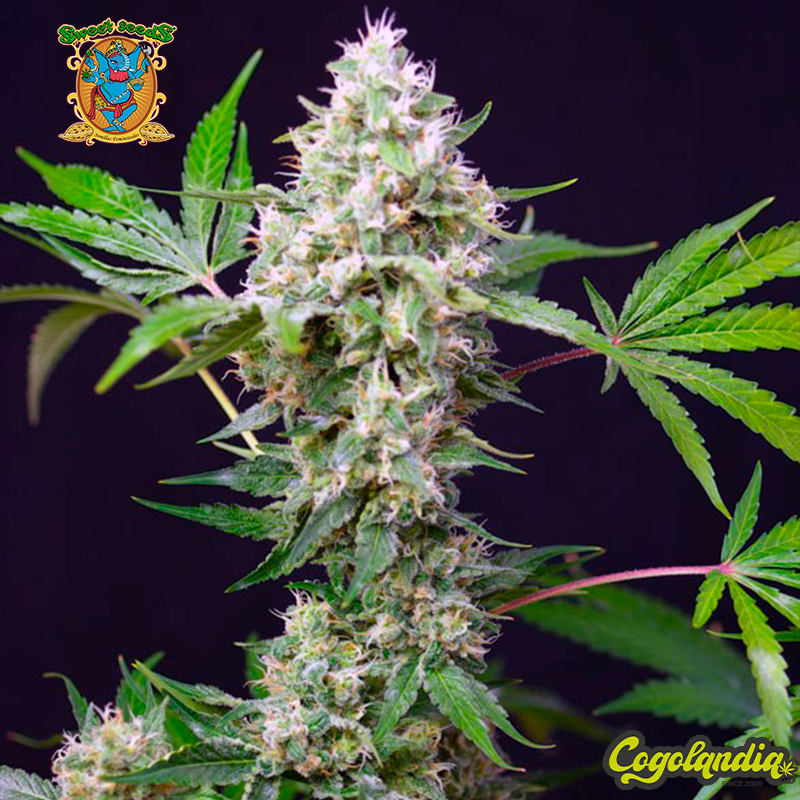 Sweet Amnesia Haze XL Auto - Sweet Seeds Sweet Amnesia Haze XL Auto - Sweet Seeds