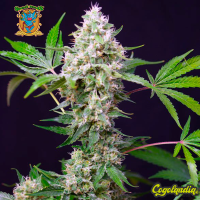 Sweet Amnesia Haze XL Auto - Sweet Seeds