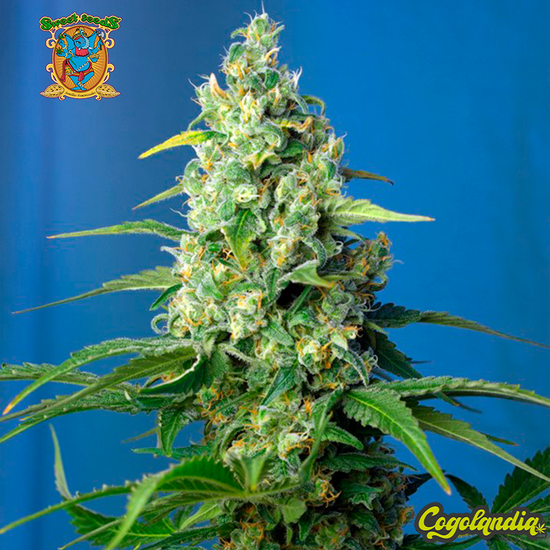 Honey Peach Auto CBD - Sweet Seeds